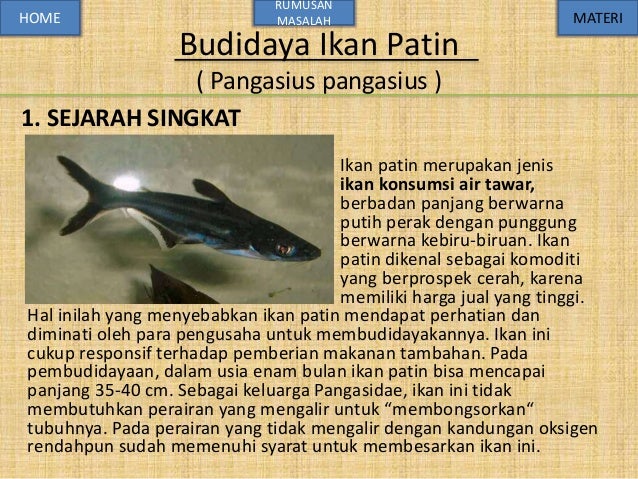 Budidaya ikan patin