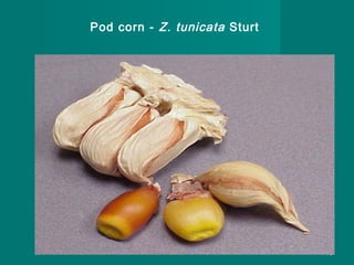 Pod corn - Z. tunicata Sturt

10

 