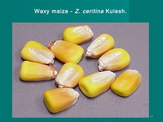 Waxy maize - Z. ceritina Kulesh.

11

 