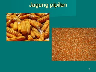 Jagung pipilan

16

 