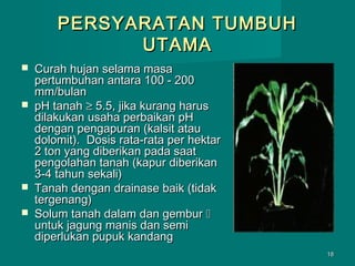 PERSYARATAN TUMBUH
UTAMA







Curah hujan selama masa
pertumbuhan antara 100 - 200
mm/bulan
pH tanah ≥ 5.5, jika kurang harus
dilakukan usaha perbaikan pH
dengan pengapuran (kalsit atau
dolomit). Dosis rata-rata per hektar
2 ton yang diberikan pada saat
pengolahan tanah (kapur diberikan
3-4 tahun sekali)
Tanah dengan drainase baik (tidak
tergenang)
Solum tanah dalam dan gembur 
untuk jagung manis dan semi
diperlukan pupuk kandang
18

 