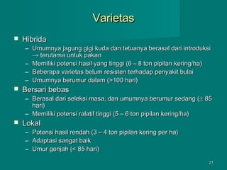 Varietas


Hibrida

– Umumnya jagung gigi kuda dan tetuanya berasal dari introduksi
→ terutama untuk pakan
– Memiliki potensi hasil yang tinggi (6 – 8 ton pipilan kering/ha)
– Beberapa varietas belum resisten terhadap penyakit bulai
– Umumnya berumur dalam (>100 hari)



Bersari bebas

– Berasal dari seleksi masa, dan umumnya berumur sedang ( ± 85
hari)
– Memiliki potensi ralatif tinggi (5 – 6 ton pipilan kering/ha)



Lokal
–
–
–

Potensi hasil rendah (3 – 4 ton pipilan kering per ha)
Adaptasi sangat baik
Umur genjah (< 85 hari)
21

 