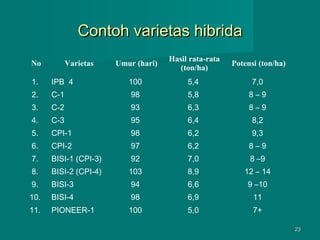 Contoh varietas hibrida
No

Varietas

Umur (hari)

Hasil rata-rata
(ton/ha)

Potensi (ton/ha)

1.

IPB 4

100

5,4

7,0

2.

C-1

98

5,8

8–9

3.

C-2

93

6,3

8–9

4.

C-3

95

6,4

8,2

5.

CPI-1

98

6,2

9,3

6.

CPI-2

97

6,2

8–9

7.

BISI-1 (CPI-3)

92

7,0

8 –9

8.

BISI-2 (CPI-4)

103

8,9

12 – 14

9.

BISI-3

94

6,6

9 –10

10.

BISI-4

98

6,9

11

11.

PIONEER-1

100

5,0

7+
23

 