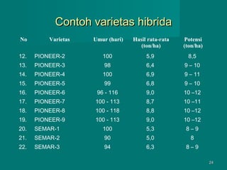 Contoh varietas hibrida
No

Varietas

Umur (hari)

Hasil rata-rata
(ton/ha)

Potensi
(ton/ha)

12.

PIONEER-2

100

5,9

8,5

13.

PIONEER-3

98

6,4

9 – 10

14.

PIONEER-4

100

6,9

9 – 11

15.

PIONEER-5

99

6,8

9 – 10

16.

PIONEER-6

96 - 116

9,0

10 –12

17.

PIONEER-7

100 - 113

8,7

10 –11

18.

PIONEER-8

100 - 118

8,8

10 –12

19.

PIONEER-9

100 - 113

9,0

10 –12

20.

SEMAR-1

100

5,3

8–9

21.

SEMAR-2

90

5,0

8

22.

SEMAR-3

94

6,3

8–9
24

 