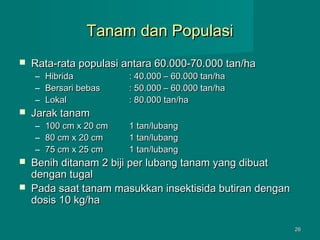 Tanam dan Populasi


Rata-rata populasi antara 60.000-70.000 tan/ha
–
–
–





: 40.000 – 60.000 tan/ha
: 50.000 – 60.000 tan/ha
: 80.000 tan/ha

100 cm x 20 cm
80 cm x 20 cm
75 cm x 25 cm

1 tan/lubang
1 tan/lubang
1 tan/lubang

Jarak tanam
–
–
–



Hibrida
Bersari bebas
Lokal

Benih ditanam 2 biji per lubang tanam yang dibuat
dengan tugal
Pada saat tanam masukkan insektisida butiran dengan
dosis 10 kg/ha
26

 