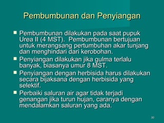 Pembumbunan dan Penyiangan







Pembumbunan dilakukan pada saat pupuk
Urea II (4 MST). Pembumbunan bertujuan
untuk merangsang pertumbuhan akar tunjang
dan menghindari dari kerobohan.
Penyiangan dilakukan jika gulma terlalu
banyak, biasanya umur 8 MST.
Penyiangan dengan herbisida harus dilakukan
secara bijaksana dengan herbisida yang
selektif.
Perbaiki saluran air agar tidak terjadi
genangan jika turun hujan, caranya dengan
mendalamkan saluran yang ada.
30

 