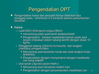 Pengendalian OPT


Pengendalian hama dan penyakit hanya dilakukan jika
dianggap perlu. Umumnya 2-3 semprot selama pertumbuhan
tanaman



Hama
– Lalat bibit (Atherigona exigua Stein)
 menyerang pada saat benih berkecambah.
 Pengendalian : berikan insektisida butiran pada saat
tanam (masukan dalam lubang benih) dengan dosis 10
kg/ha
– Penggerek batang (Ostrinia furnacalis) dan tongkol
(Heliothis armigera Hbn)
 Menyerang saat tanaman muda dan saat tongkol mulai
terbentuk.
 Pengendalian dengan menyemprot dengan insektisida
cair yang selektif
– Ulat tanah (Agrotis ipsilon Hwfn.)
 Menyerang daun terutama malam hari
 Pengendalian dengan penyemprotan insektiisda cair 31

 