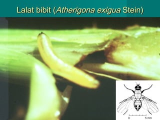 Lalat bibit (Atherigona exigua Stein)

32

 