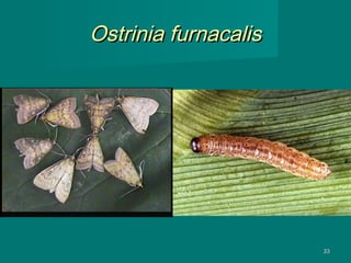 Ostrinia furnacalis

33

 