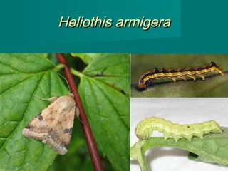 Heliothis armigera

34

 