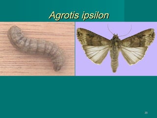 Agrotis ipsilon

35

 