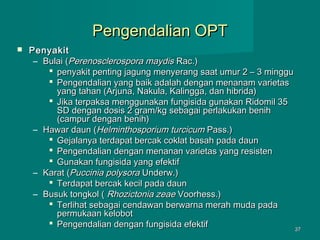Pengendalian OPT


Penyakit
– Bulai (Perenosclerospora maydis Rac.)
 penyakit penting jagung menyerang saat umur 2 – 3 minggu
 Pengendalian yang baik adalah dengan menanam varietas
yang tahan (Arjuna, Nakula, Kalingga, dan hibrida)
 Jika terpaksa menggunakan fungisida gunakan Ridomil 35
SD dengan dosis 2 gram/kg sebagai perlakukan benih
(campur dengan benih)
– Hawar daun (Helminthosporium turcicum Pass.)
 Gejalanya terdapat bercak coklat basah pada daun
 Pengendalian dengan menanan varietas yang resisten
 Gunakan fungisida yang efektif
– Karat (Puccinia polysora Underw.)
 Terdapat bercak kecil pada daun
– Busuk tongkol ( Rhozictonia zeae Voorhess.)
 Terlihat sebagai cendawan berwarna merah muda pada
permukaan kelobot
 Pengendalian dengan fungisida efektif
37

 