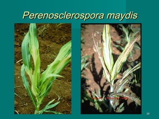 Perenosclerospora maydis

38

 