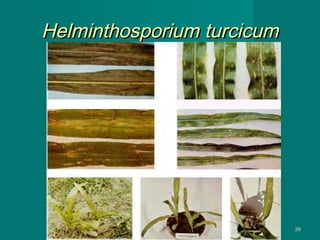 Helminthosporium turcicum

39

 