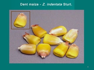Dent maize - Z. indentata Sturt.

4

 