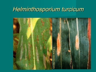 Helminthosporium turcicum

40

 