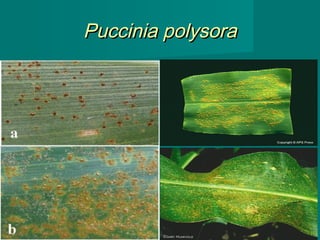 Puccinia polysora

41

 