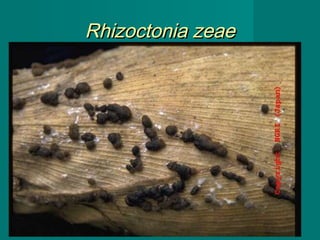 Rhizoctonia zeae

42

 