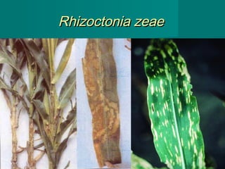 Rhizoctonia zeae

44

 
