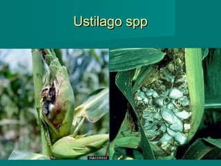 Ustilago spp

45

 