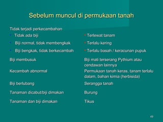 Sebelum muncul di permukaan tanah
Tidak terjadi perkecambahan


Tidak ada biji



Terlewat tanam



Biji normal, tidak membengkak



Terlalu kering



Biji bengkak, tidak berkecambah



Terlalu basah / keracunan pupuk

Biji membusuk
Kecambah abnormal

Biji mati terserang Pythium atau
cendawan lainnya
Permukaan tanah keras, tanam terlalu
dalam, bahan kimia (herbisida)

Biji berlubang

Serangga tanah

Tanaman dicabut/biji dimakan

Burung

Tanaman dan biji dimakan

Tikus

49

 