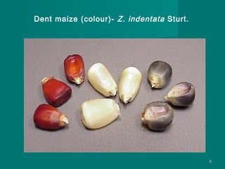 Dent maize (colour)- Z. indentata Sturt.

5

 