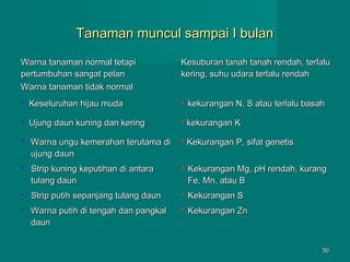 Tanaman muncul sampai I bulan
Warna tanaman normal tetapi
pertumbuhan sangat pelan
Warna tanaman tidak normal

Kesuburan tanah tanah rendah, terlalu
kering, suhu udara terlalu rendah



Keseluruhan hijau muda



kekurangan N, S atau terlalu basah



Ujung daun kuning dan kering



kekurangan K



Warna ungu kemerahan terutama di
ujung daun



Kekurangan P, sifat genetis



Strip kuning keputihan di antara
tulang daun



Kekurangan Mg, pH rendah, kurang
Fe, Mn, atau B



Strip putih sepanjang tulang daun



Kekurangan S



Warna putih di tengah dan pangkal
daun



Kekurangan Zn

50

 