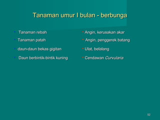 Tanaman umur I bulan - berbunga


Tanaman rebah



Angin, kerusakan akar



Tanaman patah



Angin, penggerek batang



daun-daun bekas gigitan



Ulat, belalang



Daun berbintik-bintik kuning



Cendawan Curvularia

52

 