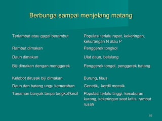 Berbunga sampai menjelang matang
Terlambat atau gagal berambut

Populasi terlalu rapat, kekeringan,
kekurangan N atau P

Rambut dimakan

Penggerek tongkol

Daun dimakan

Ulat daun, belalang

Biji dimakan dengan menggerek

Penggerek tongol, penggerek batang

Kelobot dirusak biji dimakan

Burung, tikus

Daun dan batang ungu kemerahan

Genetik, kerdil mozaik

Tanaman banyak tanpa tongkol/kecil

Populasi terlalu tinggi, kesuburan
kurang, kekeringan saat kritis, rambut
rusah
53

 