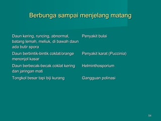 Berbunga sampai menjelang matang
Daun kering, runcing, abnormal,
Penyakit bulai
batang lemah, meliuk, di bawah daun
ada butir spora
Daun berbintik-bintik coklat/orange
menonjol kasar

Penyakit karat (Puccinia)

Daun berbecak-becak coklat kering
dan jaringan mati

Helminthosporium

Tongkol besar tapi biji kurang

Gangguan polinasi

54

 