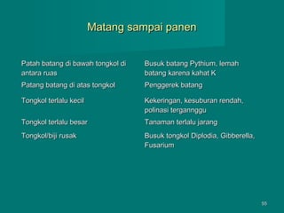 Matang sampai panen
Patah batang di bawah tongkol di
antara ruas

Busuk batang Pythium, lemah
batang karena kahat K

Patang batang di atas tongkol

Penggerek batang

Tongkol terlalu kecil

Kekeringan, kesuburan rendah,
polinasi tergannggu

Tongkol terlalu besar

Tanaman terlalu jarang

Tongkol/biji rusak

Busuk tongkol Diplodia, Gibberella,
Fusarium

55

 