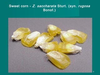 Sweet corn - Z. saccharata Sturt. (syn. rugosa
Bonof.)

8

 