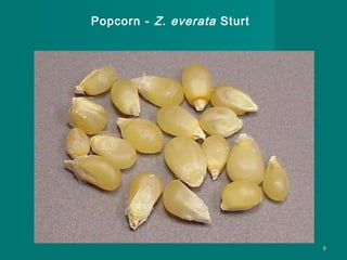 Popcorn - Z. everata Sturt

9

 