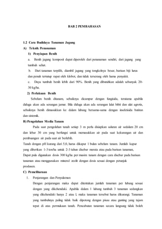 BAB 2 PEMBAHASAN
1.2 Cara Budidaya Tanaman Jagung
A) Teknik Penanaman
1) Penyiapan Benih
a. Benih jagung komposit dapat diperoleh dari penanaman sendiri, dari jagung yang
tumbuh sehat.
b. Dari tanaman terpilih, diambil jagung yang tongkolnya besar, barisan biji lurus
dan penuh tertutup rapat oleh klobot, dan tidak terserang oleh hama penyakit.
c. Daya tumbuh benih lebih dari 90%. Benih yang dibutuhkan adalah sebanyak 20-
30 kg/ha.
2) Perlakuan Benih
Sebelum benih ditanam, sebaiknya dicampur dengan fungisida, terutama apabila
diduga akan ada serangan jamur. Bila diduga akan ada serangan lalat bibit dan ulat agrotis,
sebaiknya benih dimasukkan ke dalam lubang bersama-sama dengan insektisida butiran
dan sistemik.
B) Pengolahan Media Tanam
Pada saat pengolahan tanah setiap 3 m perlu disiapkan saluran air sedalam 20 cm
dan lebar 30 cm yang berfungsi untuk memasukkan air pada saat kekurangan air dan
pembuangan air pada saat air berlebih.
Tanah dengan pH kurang dari 5,0, harus dikapur 1 bulan sebelum tanam. Jumlah kapur
yang diberikan 1-3 ton/ha untuk 2-3 tahun disebar merata atau pada barisan tanaman,
Dapat pula digunakan dosis 300 kg/ha per musim tanam dengan cara disebar pada barisan
tanaman atau menggunakan mineral zeolit dengan dosis sesuai dengan petunjuk
produsen.
C) Pemeliharaan
1. Penjarangan dan Penyulaman
Dengan penjarangan maka dapat ditentukan jumlah tanaman per lubang sesuai
dengan yang dikehendaki. Apabila dalam 1 lubang tumbuh 3 tanaman sedangkan
yang dikehendaki hanya 2 atau l, maka tanaman tersebut harus dikurangi. Tanaman
yang tumbuhnya paling tidak baik dipotong dengan pisau atau gunting yang tajam
tepat di atas permukaan tanah. Pencabutan tanaman secara langsung tidak boleh
 