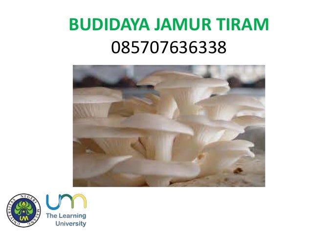 download video budidaya jamur tiram - budidaya jamur tiram mahasiswa um 1 638