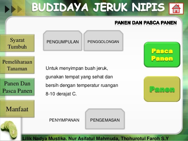 Cara Budidaya jeruk  nipis