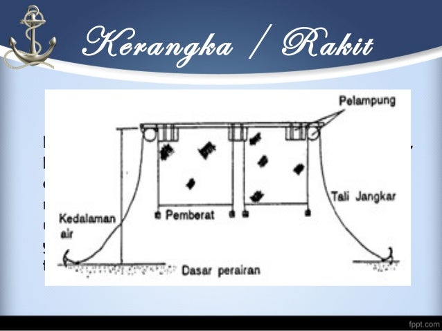 Budidaya kakap makalah