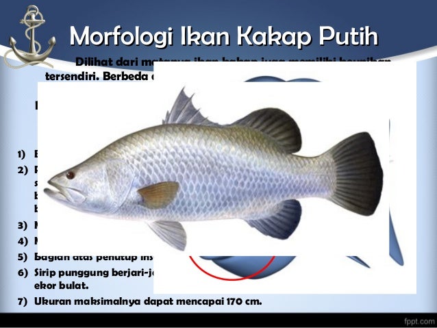 Gambar Ikan Kakap Putih Gambar Ikan HD