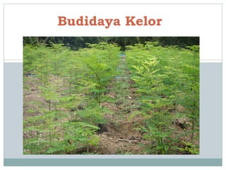 Budidaya Kelor
 