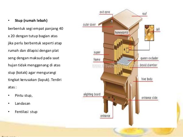 Budidaya Lebah Madu