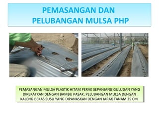PEMASANGAN DAN
PELUBANGAN MULSA PHP
PEMASANGAN DAN
PELUBANGAN MULSA PHP
PEMASANGAN MULSA PLASTIK HITAM PERAK SEPANJANG GULUDAN YANG
DIREKATKAN DENGAN BAMBU PASAK, PELUBANGAN MULSA DENGAN
KALENG BEKAS SUSU YANG DIPANASKAN DENGAN JARAK TANAM 35 CM
PEMASANGAN MULSA PLASTIK HITAM PERAK SEPANJANG GULUDAN YANG
DIREKATKAN DENGAN BAMBU PASAK, PELUBANGAN MULSA DENGAN
KALENG BEKAS SUSU YANG DIPANASKAN DENGAN JARAK TANAM 35 CM
 
