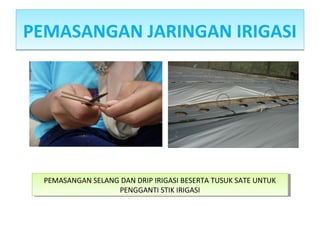 PEMASANGAN JARINGAN IRIGASIPEMASANGAN JARINGAN IRIGASI
PEMASANGAN SELANG DAN DRIP IRIGASI BESERTA TUSUK SATE UNTUK
PENGGANTI STIK IRIGASI
PEMASANGAN SELANG DAN DRIP IRIGASI BESERTA TUSUK SATE UNTUK
PENGGANTI STIK IRIGASI
 