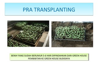 PRA TRANSPLANTINGPRA TRANSPLANTING
BENIH YANG SUDAH BERUMUR 5-6 HARI DIPINDAHKAN DARI GREEN HOUSE
PEMBIBITAN KE GREEN HOUSE BUDIDAYA
BENIH YANG SUDAH BERUMUR 5-6 HARI DIPINDAHKAN DARI GREEN HOUSE
PEMBIBITAN KE GREEN HOUSE BUDIDAYA
 