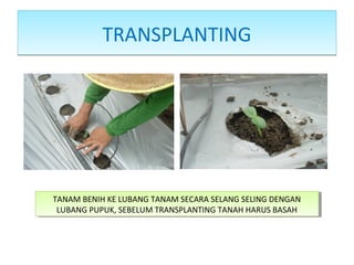 TRANSPLANTINGTRANSPLANTING
TANAM BENIH KE LUBANG TANAM SECARA SELANG SELING DENGAN
LUBANG PUPUK, SEBELUM TRANSPLANTING TANAH HARUS BASAH
TANAM BENIH KE LUBANG TANAM SECARA SELANG SELING DENGAN
LUBANG PUPUK, SEBELUM TRANSPLANTING TANAH HARUS BASAH
 