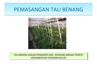 PEMASANGAN TALI BENANGPEMASANGAN TALI BENANG
TALI BENANG ADALAH PENGGANTI AJIR, DIPASANG SEBAGAI TEMPAT
MERAMBATKAN TANAMAN MELON
TALI BENANG ADALAH PENGGANTI AJIR, DIPASANG SEBAGAI TEMPAT
MERAMBATKAN TANAMAN MELON
 