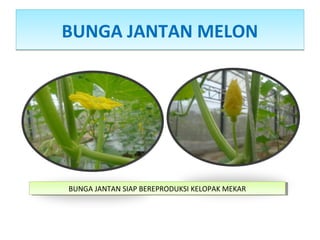 BUNGA JANTAN MELONBUNGA JANTAN MELON
BUNGA JANTAN SIAP BEREPRODUKSI KELOPAK MEKARBUNGA JANTAN SIAP BEREPRODUKSI KELOPAK MEKAR
 