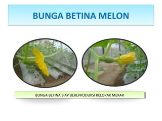 BUNGA BETINA MELONBUNGA BETINA MELON
BUNGA BETINA SIAP BEREPRODUKSI KELOPAK MEKARBUNGA BETINA SIAP BEREPRODUKSI KELOPAK MEKAR
 
