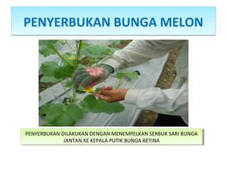 PENYERBUKAN BUNGA MELONPENYERBUKAN BUNGA MELON
PENYERBUKAN DILAKUKAN DENGAN MENEMPELKAN SERBUK SARI BUNGA
JANTAN KE KEPALA PUTIK BUNGA BETINA
PENYERBUKAN DILAKUKAN DENGAN MENEMPELKAN SERBUK SARI BUNGA
JANTAN KE KEPALA PUTIK BUNGA BETINA
 