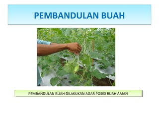 PEMBANDULAN BUAHPEMBANDULAN BUAH
PEMBANDULAN BUAH DILAKUKAN AGAR POSISI BUAH AMANPEMBANDULAN BUAH DILAKUKAN AGAR POSISI BUAH AMAN
 