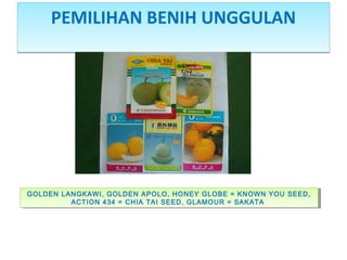 PEMILIHAN BENIH UNGGULANPEMILIHAN BENIH UNGGULAN
GOLDEN LANGKAWI, GOLDEN APOLO, HONEY GLOBE = KNOWN YOU SEED,
ACTION 434 = CHIA TAI SEED, GLAMOUR = SAKATA
GOLDEN LANGKAWI, GOLDEN APOLO, HONEY GLOBE = KNOWN YOU SEED,
ACTION 434 = CHIA TAI SEED, GLAMOUR = SAKATA
 